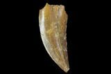 Serrated, Raptor Tooth - Real Dinosaur Tooth #90040-1